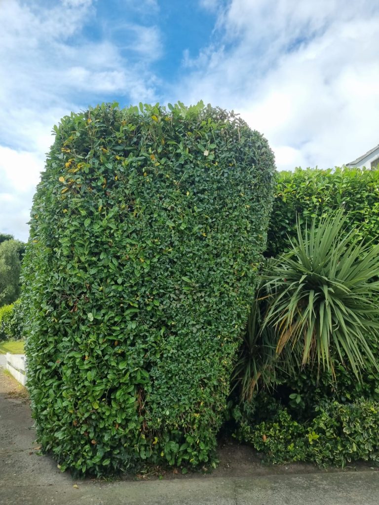 Hedge Trimming