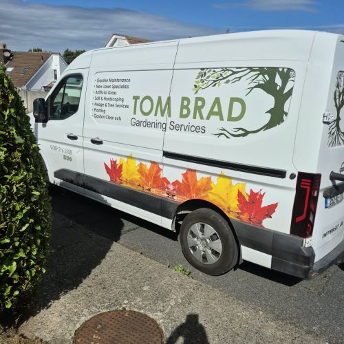 tom_1